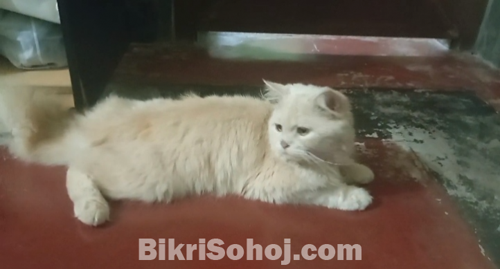পার্শিয়ান ক্যাট